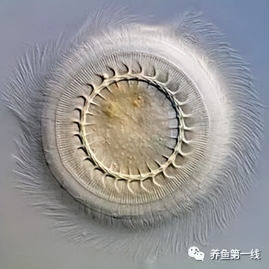 鱼常见的寄生虫以及症状,怎么区分鱼身上的钉虫和孢子虫