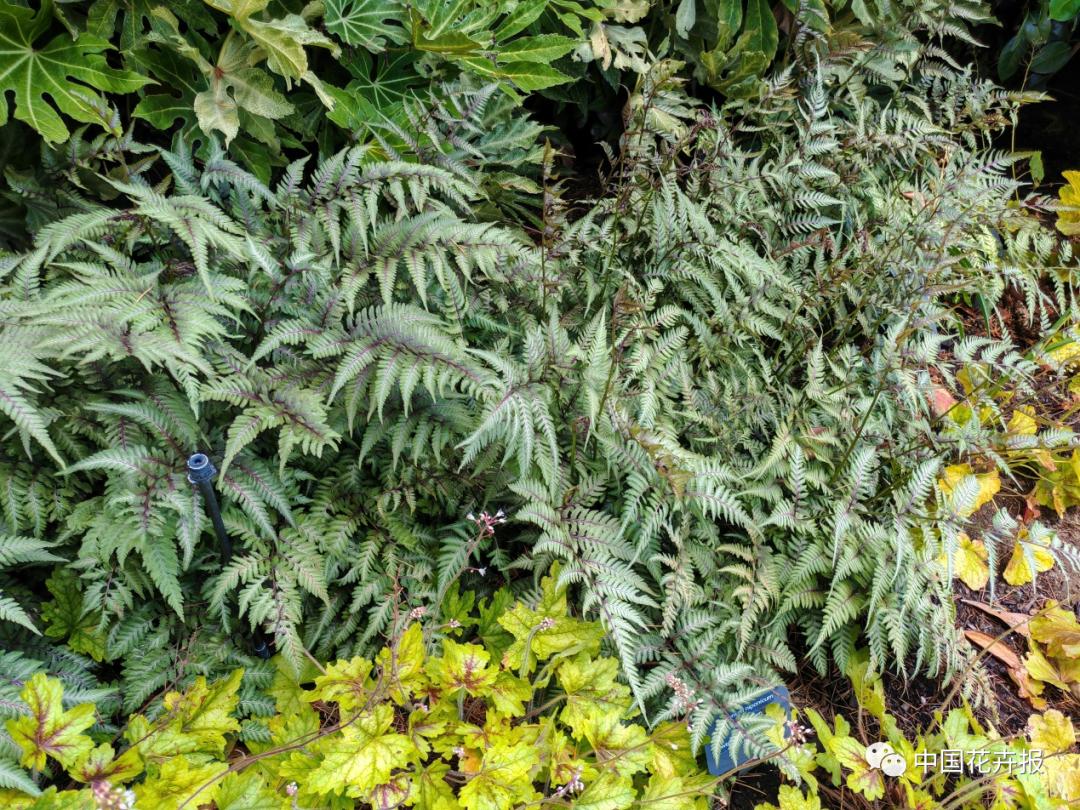 宿根花卉栽培,宿根花卉的栽培管理