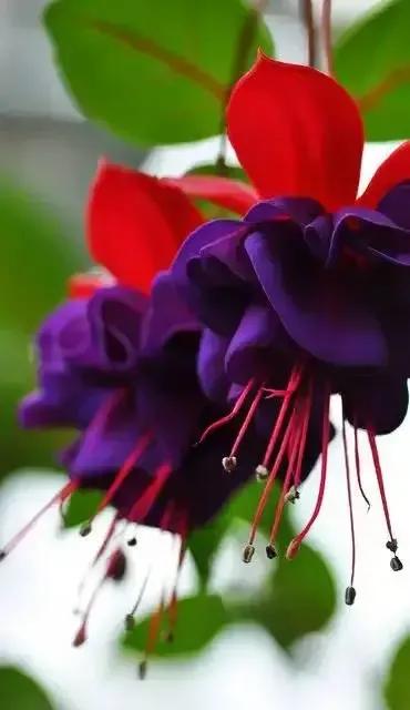 倒挂金钟花图片大赏,开单放鞭炮庆祝图片图文