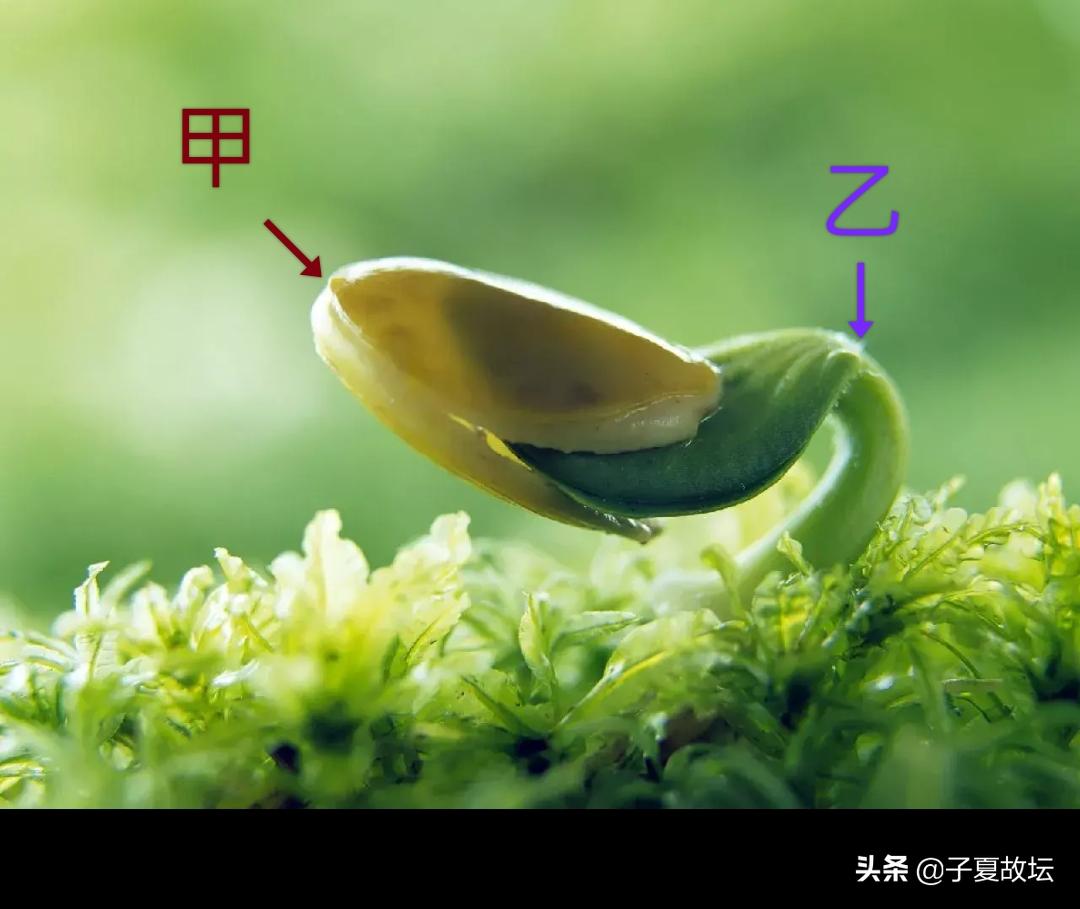 天干十个指什么,天干十神是什么意思对照表