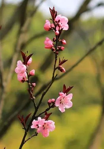 喜鹊桃花的诗词,美人似桃花诗词