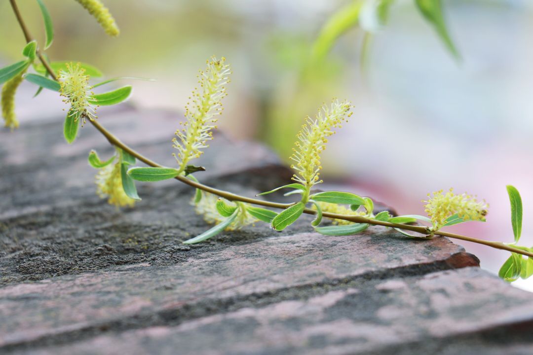 描写春风的诗句大全,关于春天春风的诗句古诗词
