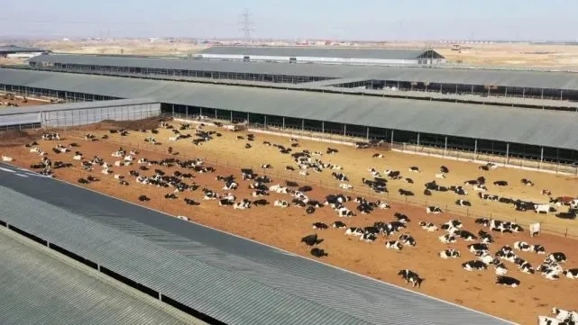 奶牛养殖场建设的标准是,奶牛养殖小区管理