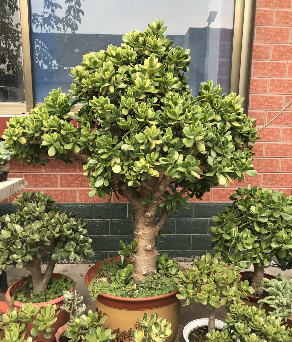 养什么花老桩值钱,这些花养成老桩就值钱了