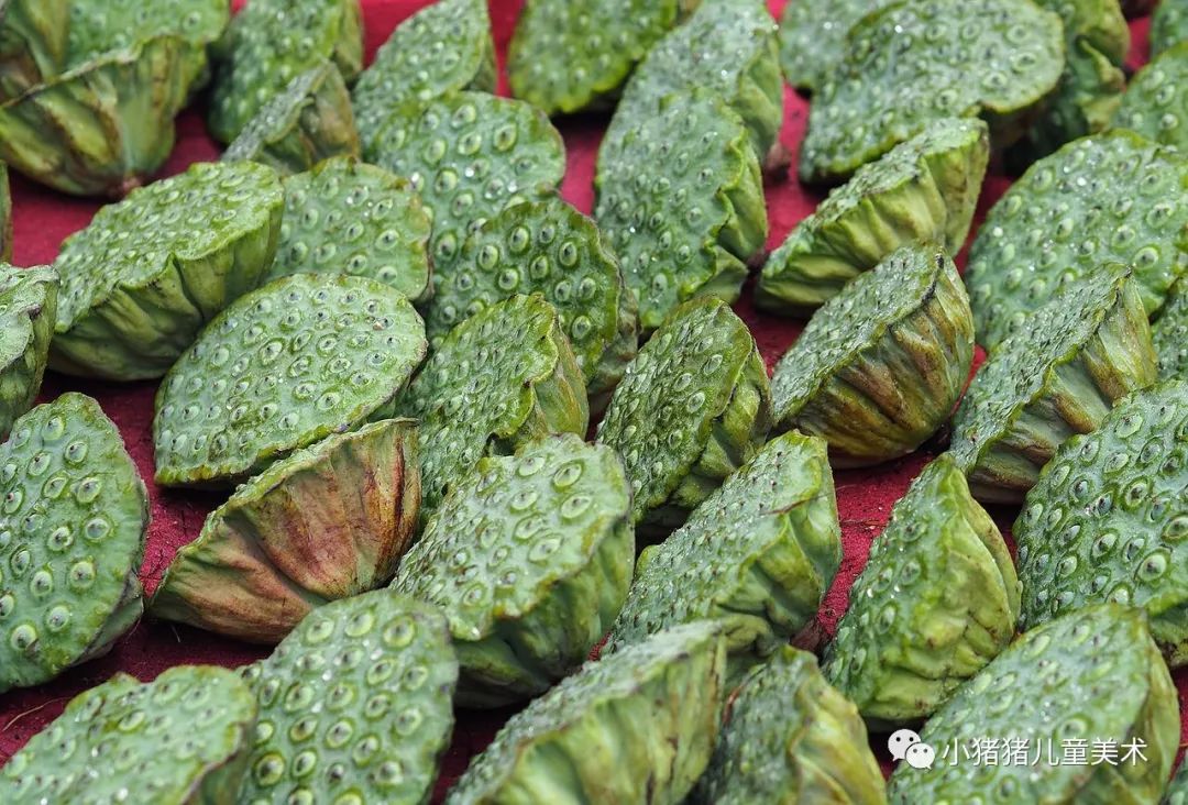 荷花莲蓬文案短句干净,荷花莲蓬