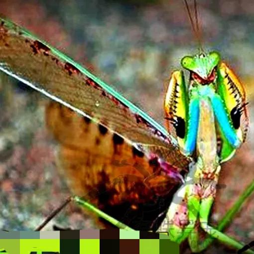 螳螂吃掉自己丈夫的头,螳螂为什么吃掉配偶螳螂吃蛇