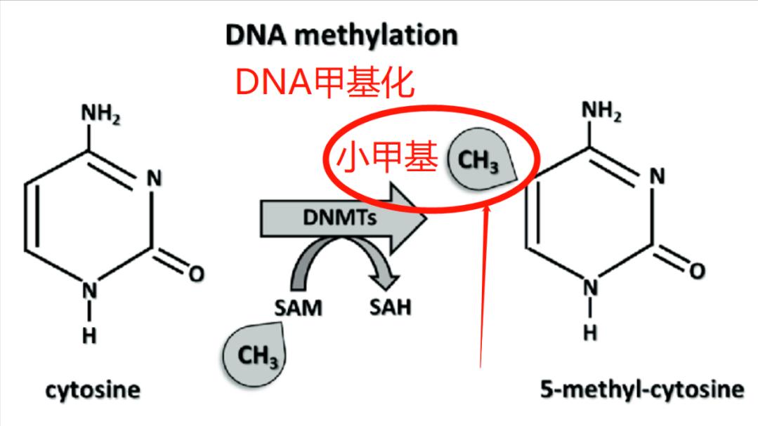 为什么皮肤过敏吃药没有效果,皮肤过敏组胺阳性能不能自愈
