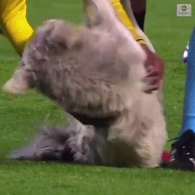 小狗进足球场扑球,狗子闯进足球场带球过人成功射门