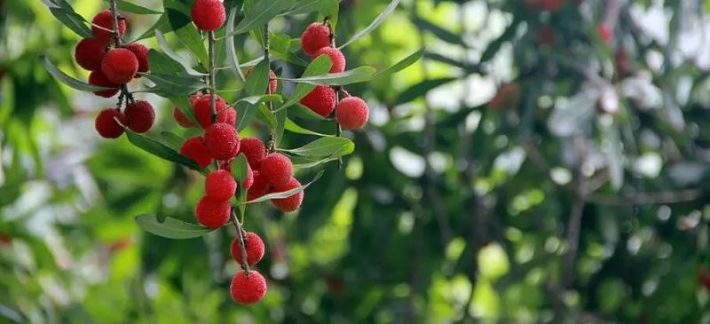 来南太湖新区品杨梅，享受恬淡诗意的夏日时光