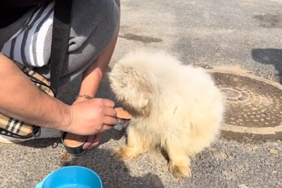 辽宁:连走路都走不稳的老京巴,十多年的陪伴,终究还是错付了