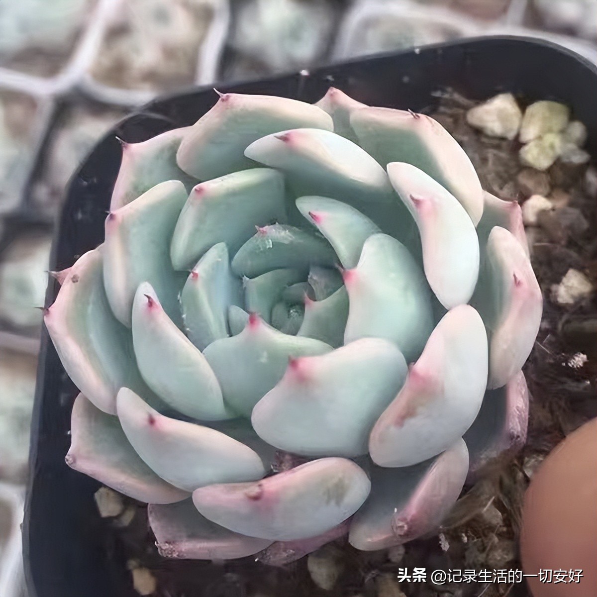 十二星座相对应的多肉,12星座守护多肉