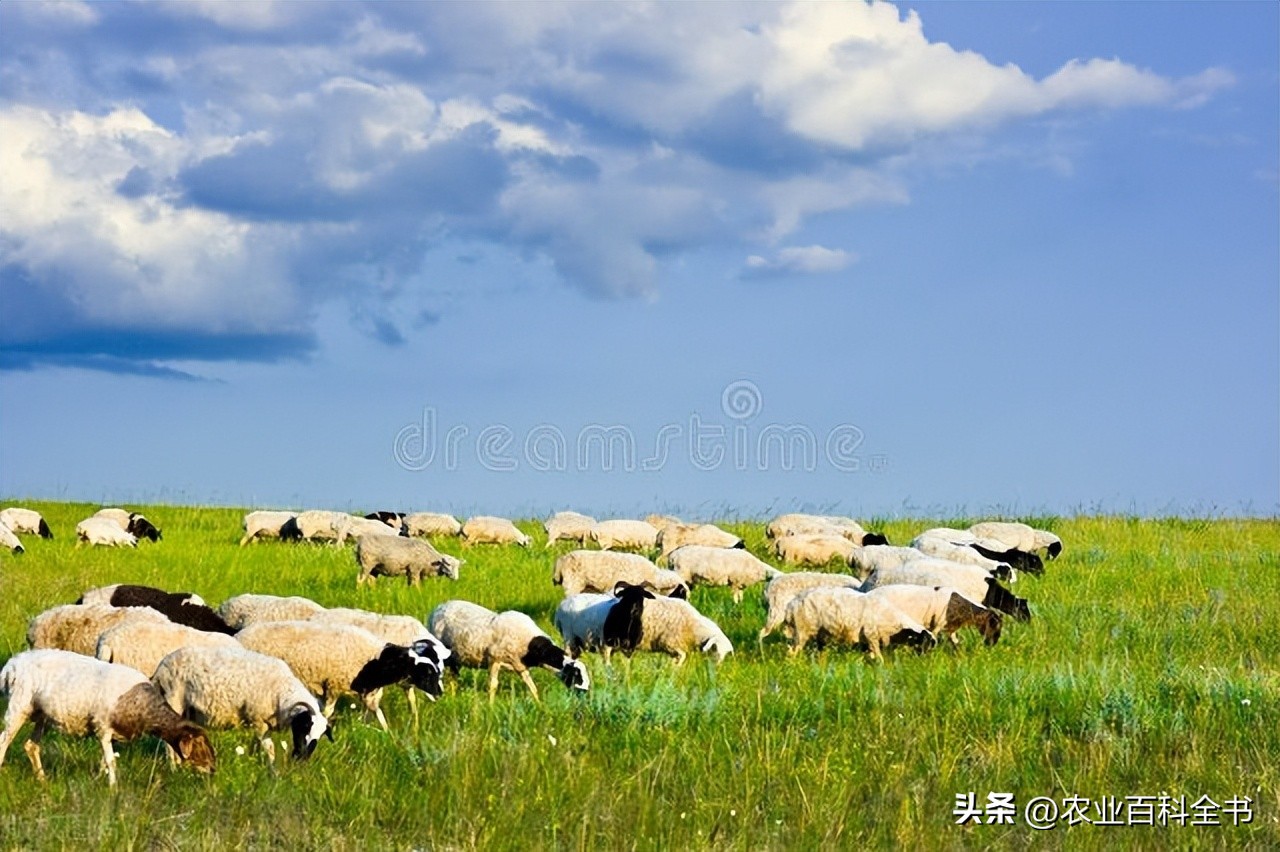 春季养羊应预防哪些疾病,养羊技术和防治疾病书籍