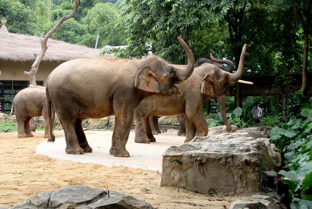 巨型猛犸为何灭绝,猛犸多少年前灭绝的
