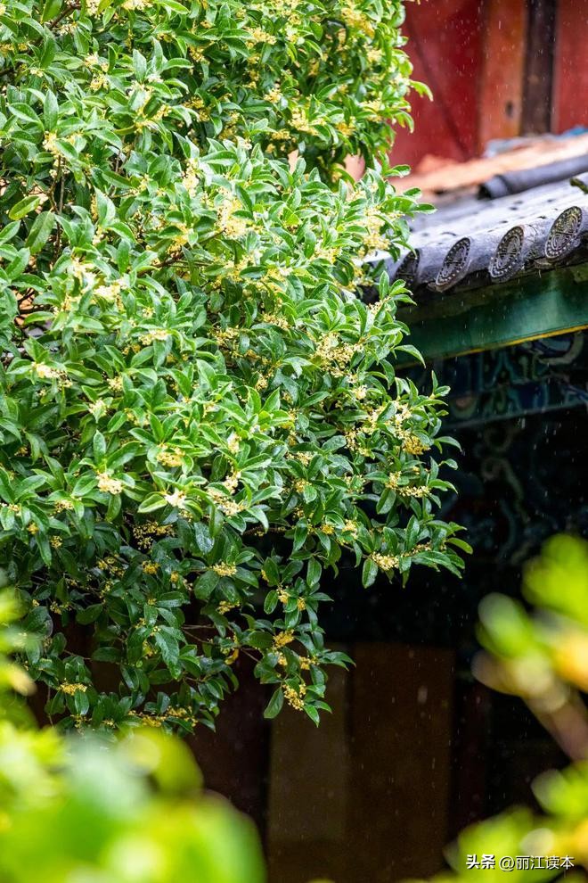 满城桂花香桂林,满城桂花香味