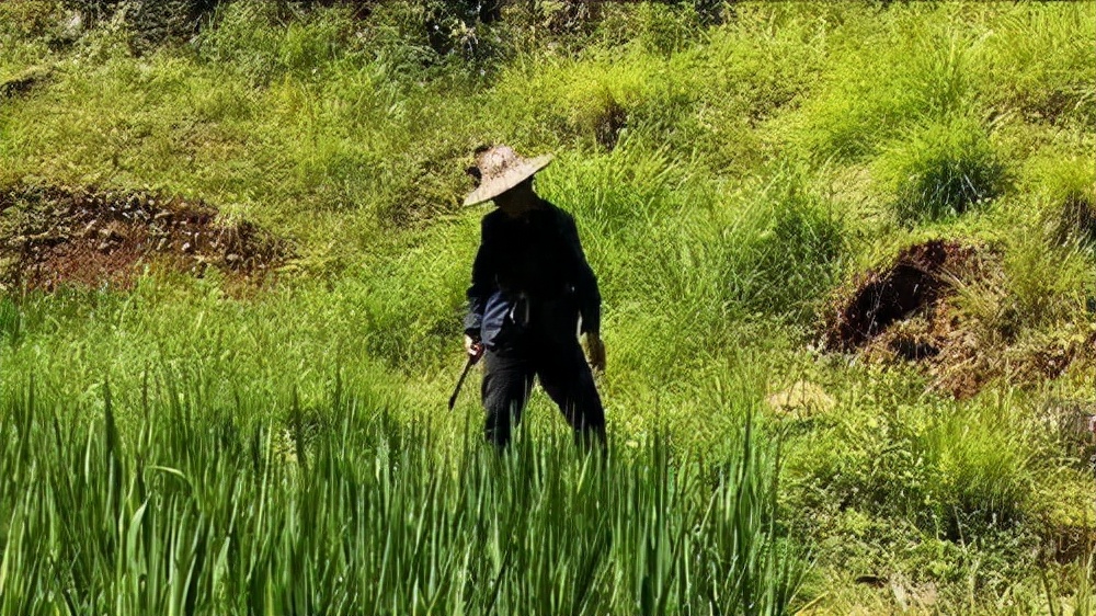 祖传毒蛇术招蛇视频,湖南村民招蛇术