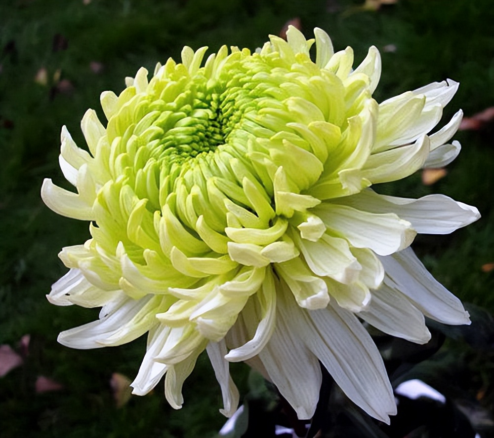 菊花丧葬,丧葬用的菊花是哪种