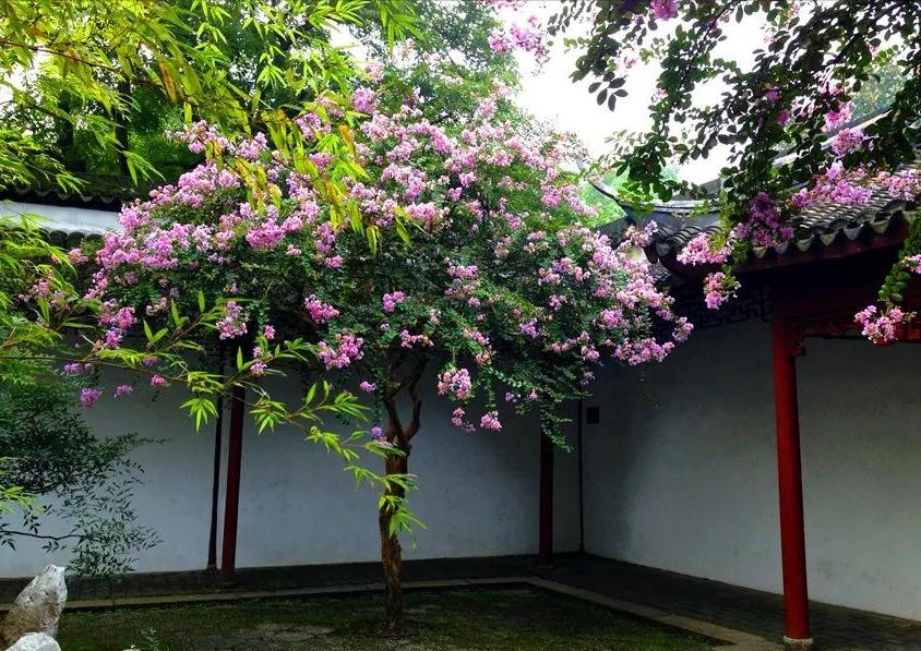 庭院种8棵树风水寓意,8种院子树