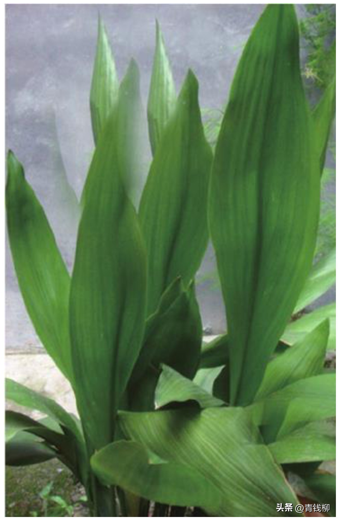 观叶兰一叶兰,观叶盆栽植物大全