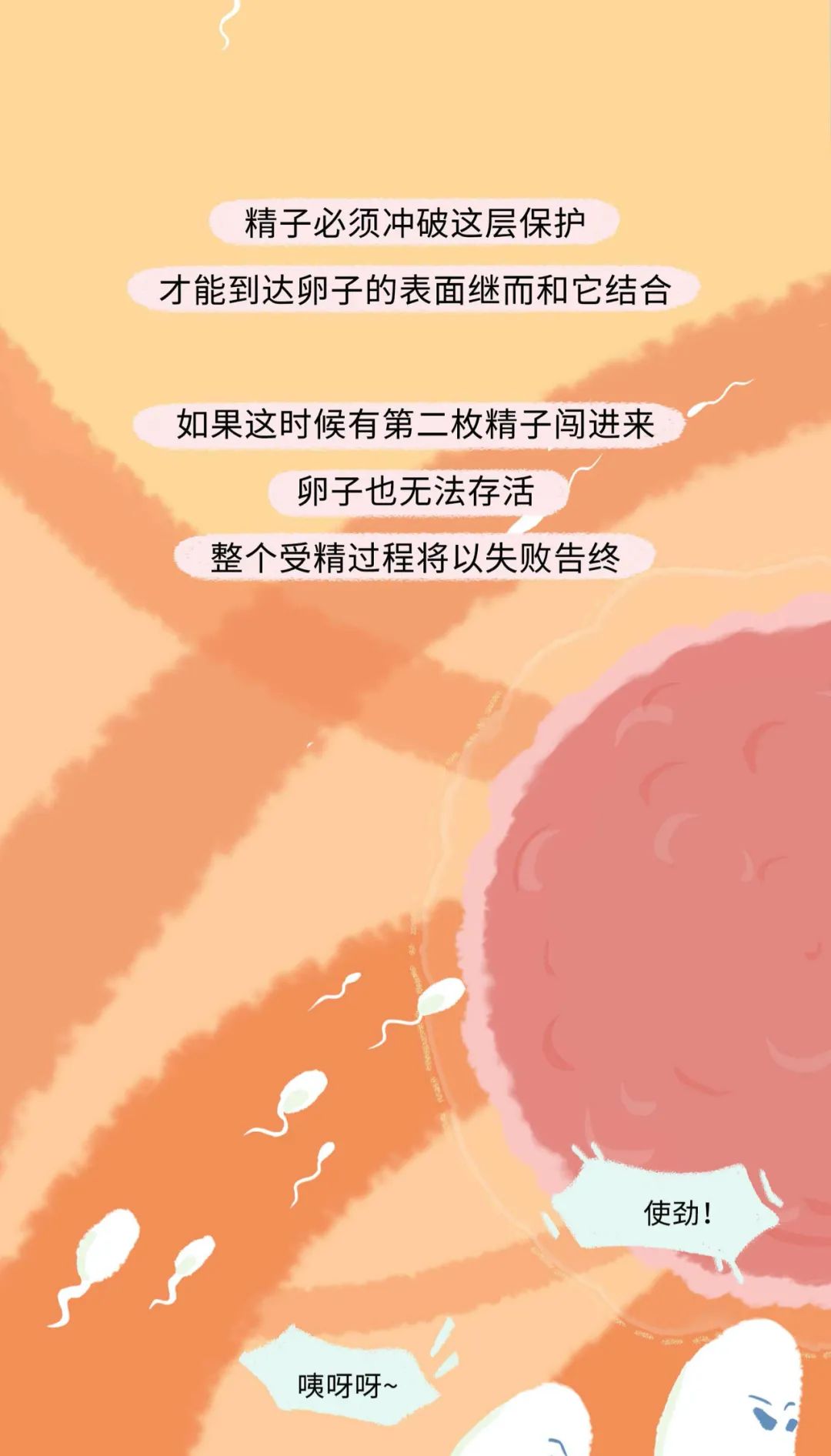 漫画：精子进入女生体内的全过程曝光！别害羞，早知早受益