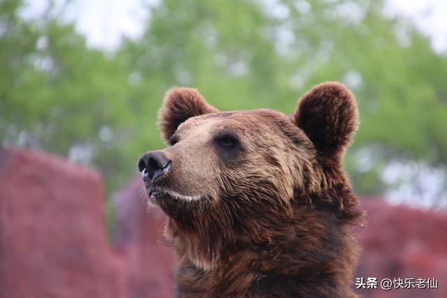 沈阳森林动物园缆车,自驾沈阳森林动物园