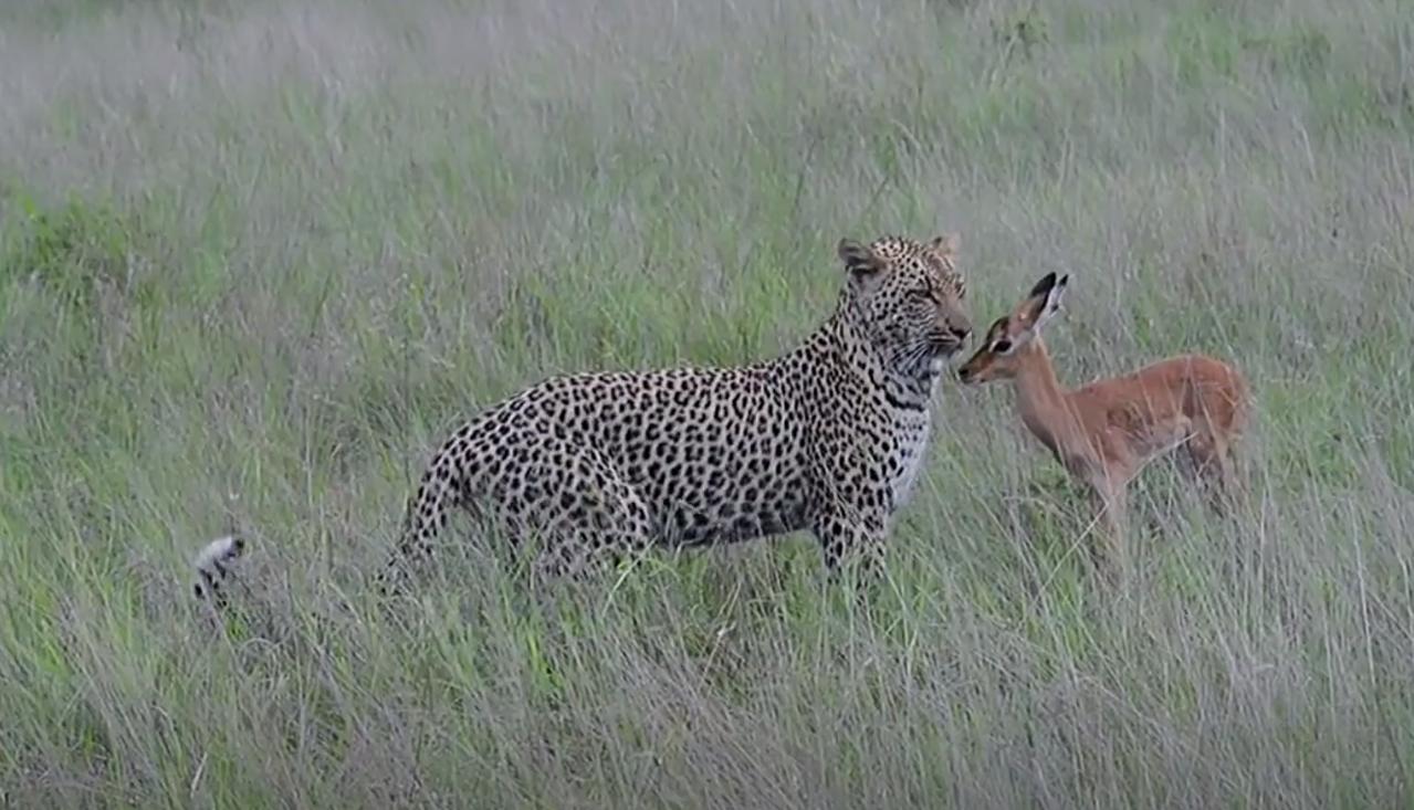 螳螂大战100只世界上最弱的蚂蚁,七大食肉动物大战大象和犀牛
