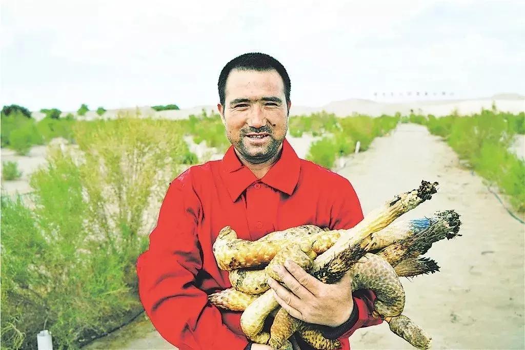 沙漠变绿洲是怎么做到的,把沙漠变成肥沃的土地