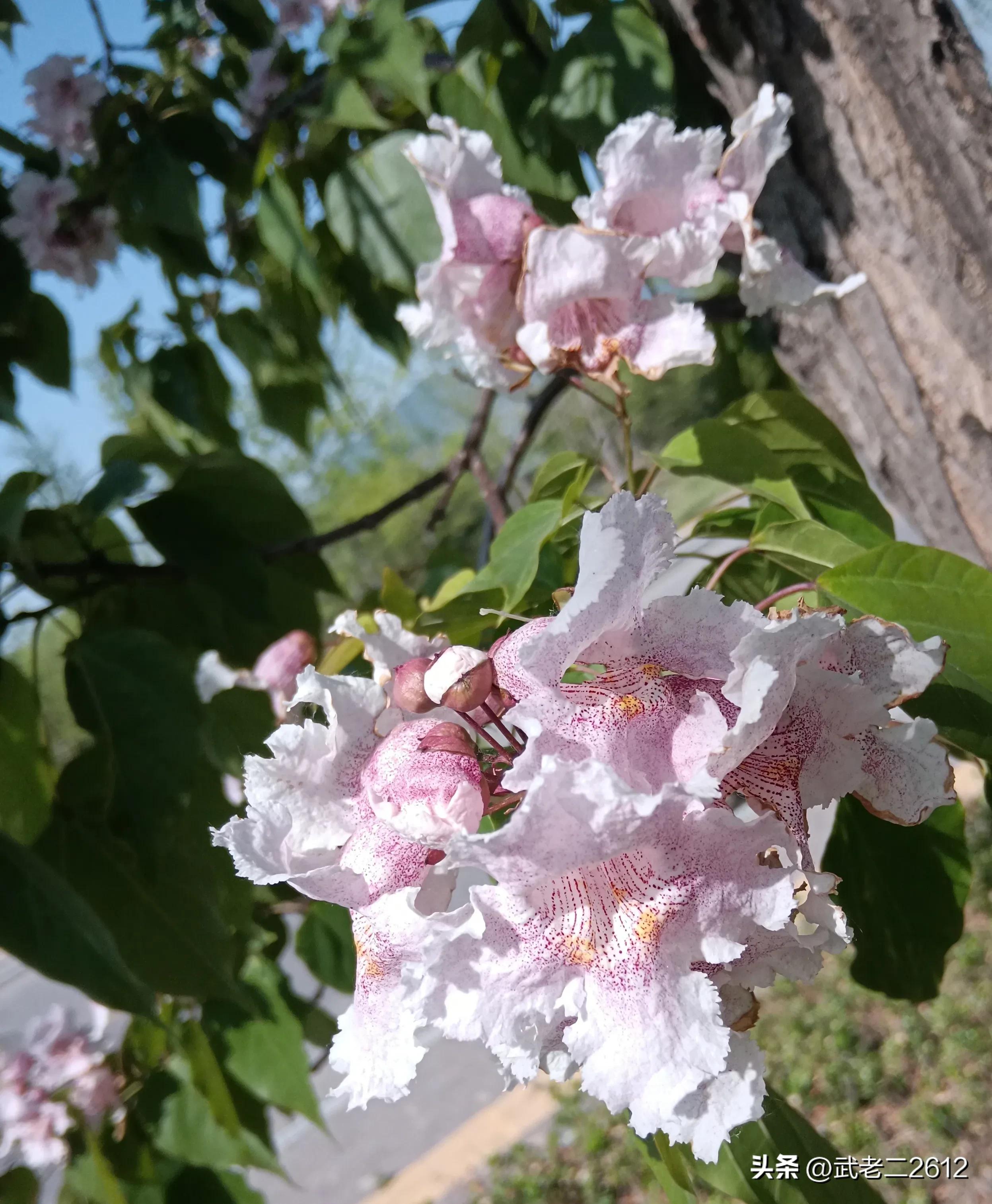 一个为我折树上莲花灯的人