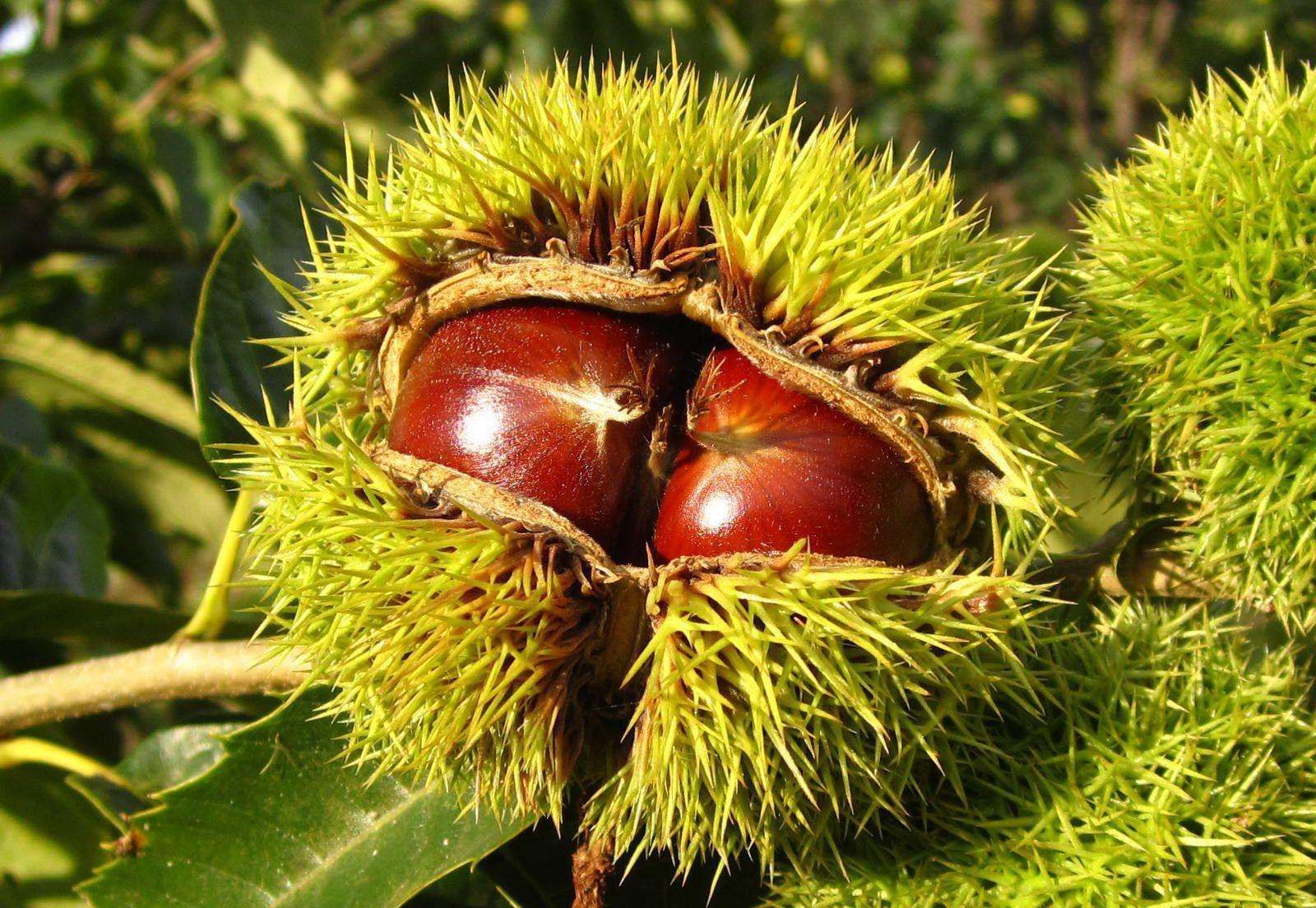 北京有什么好吃的特产,北京特产有哪些好吃能带走的