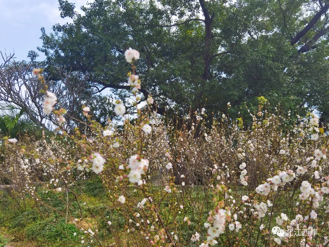 牧童遥指杏花村的遥是什么意思,牧童遥指杏花村书法作品