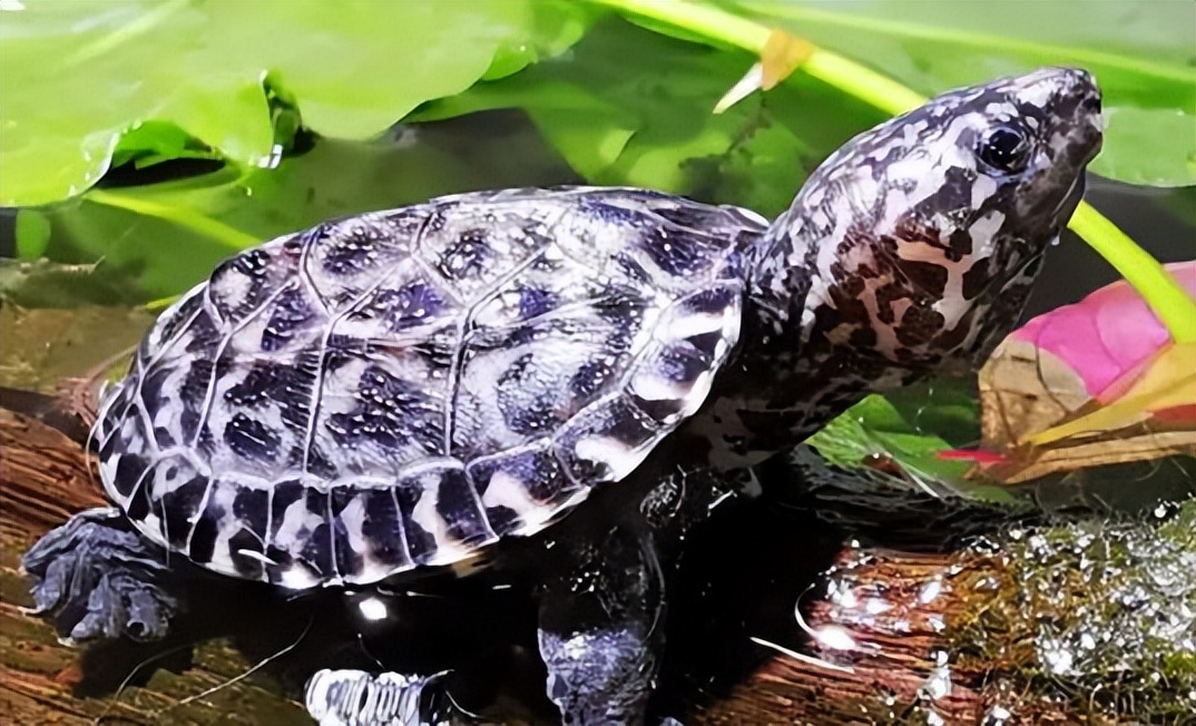 养龟腐皮是啥样的,腐甲腐皮的乌龟怎么治疗