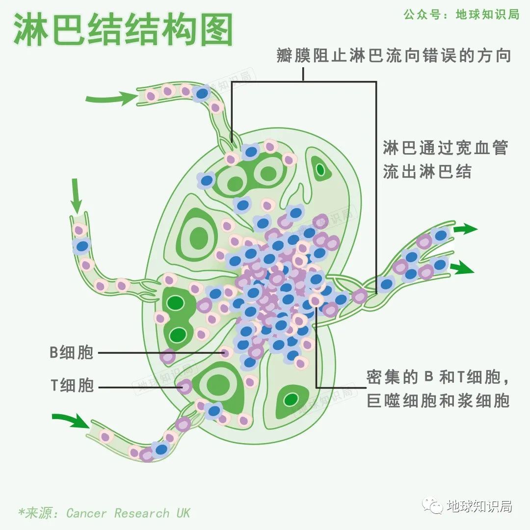 为啥有人喜欢吃没洗干净的猪大肠,猪大肠为什么不洗干净