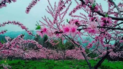 诗经桃夭的意思,诗经桃夭的意思是什么