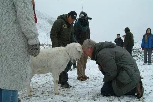 牛和牛互相顶头是怎么回事,牛和羊比力气