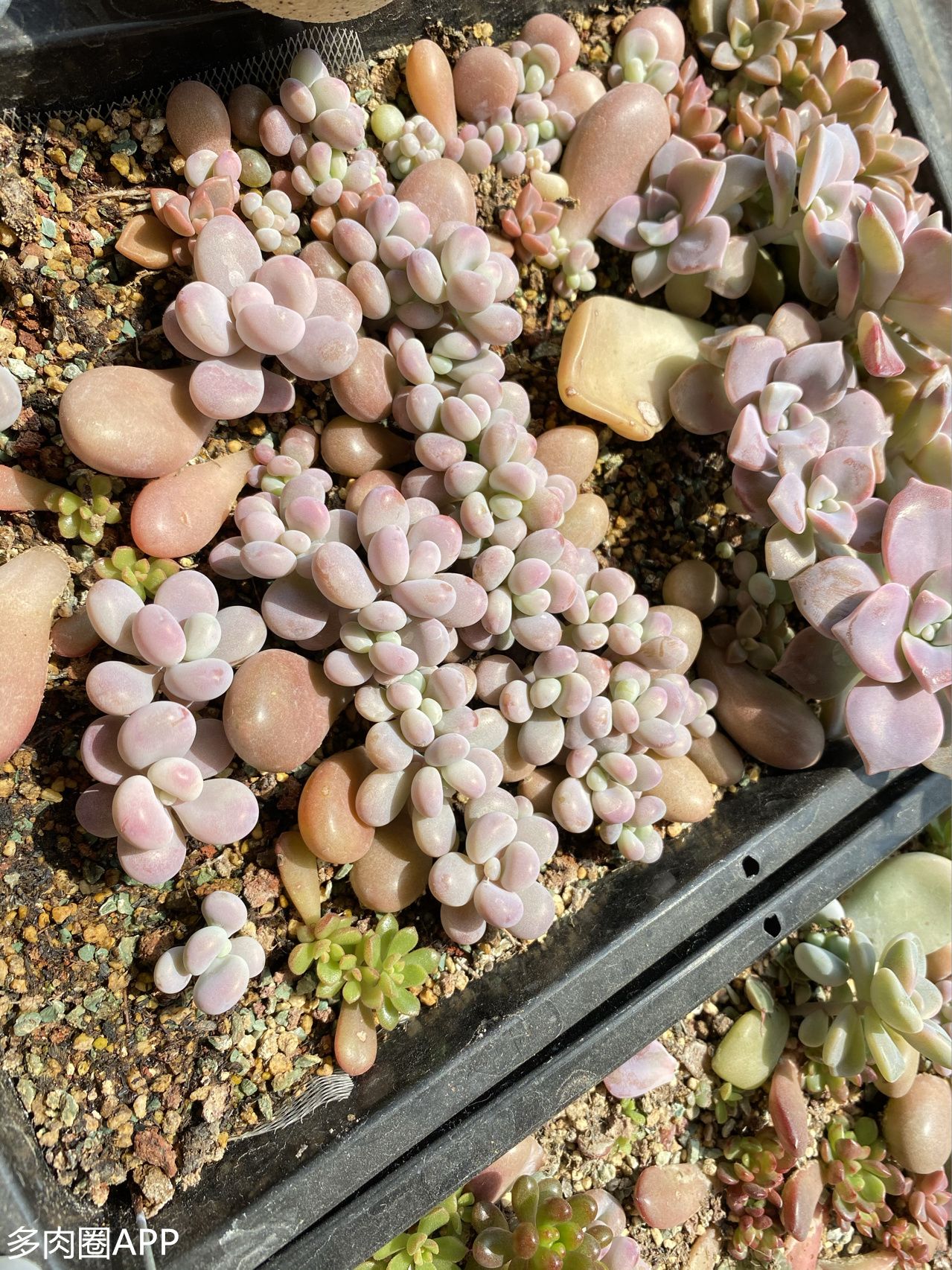 怎样让叶插的肉肉长得又快又壮,叶插技巧和方法