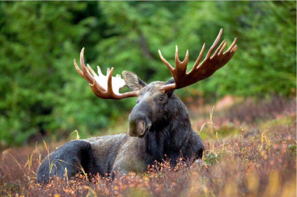 神奇“仙兽”—驼鹿究竟有多牛？很多国家定期猎杀，我国为何保护