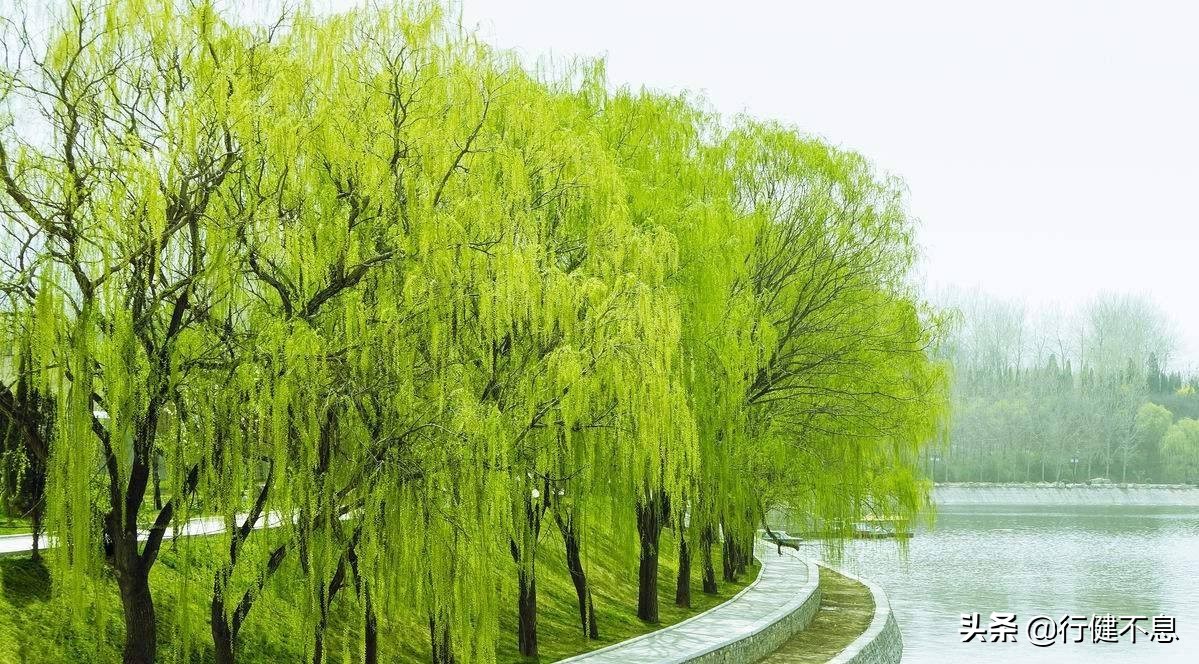 关于咏柳著名诗句及其赏析,咏柳经典诗词100首