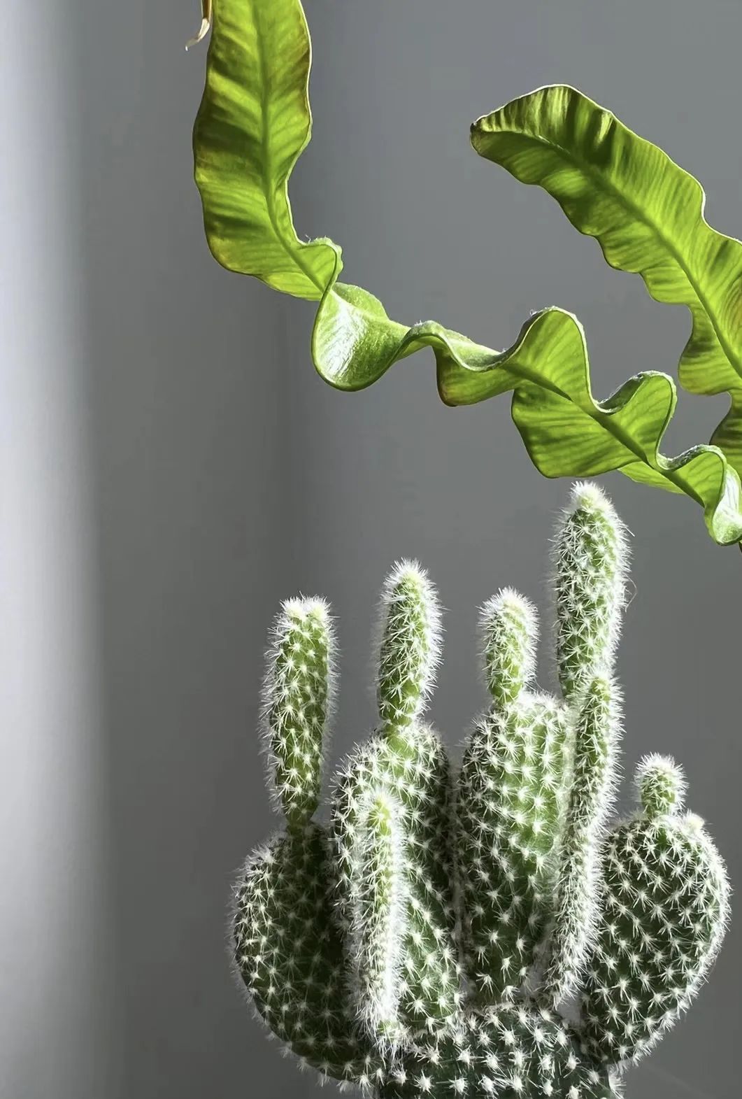 安神助眠好打理的花,能促进睡眠的花有几种