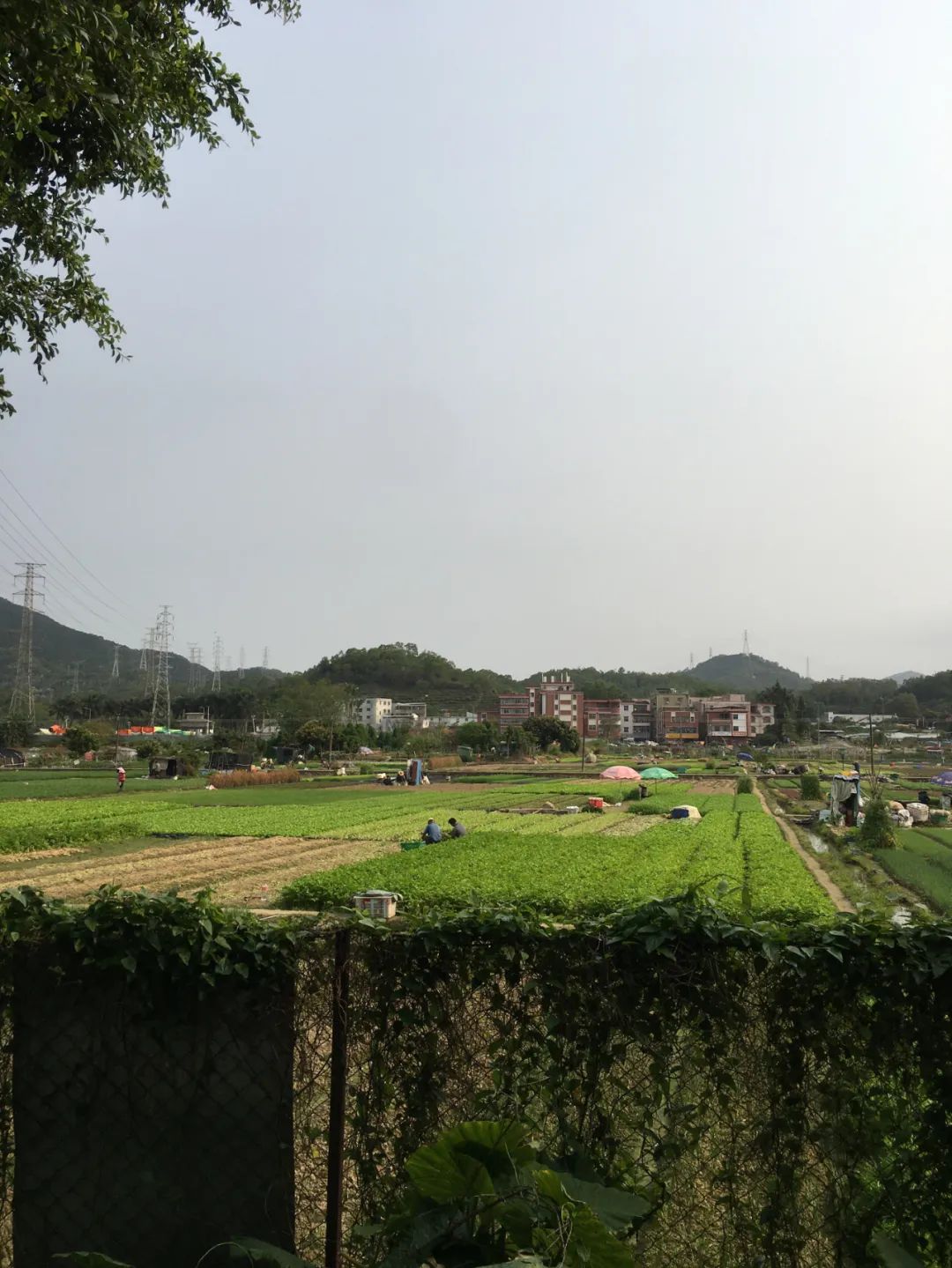 旭光车行雅迪电动车,旭光单车