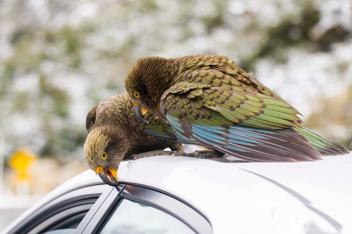 啄羊鹦鹉为什么不讨人喜欢,啄羊鹦鹉简介