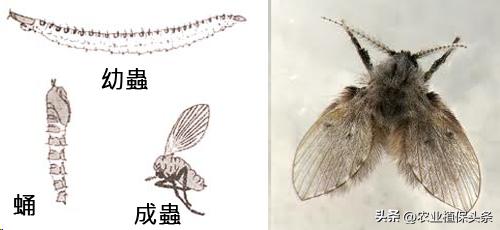 昆虫的习性与行为与害虫防治,害虫防治与昆虫分类