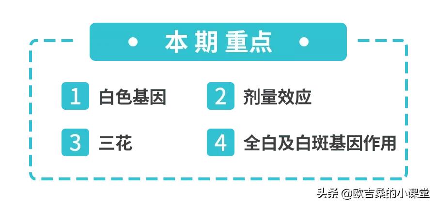 白斑变异基因,白斑基因和全白基因