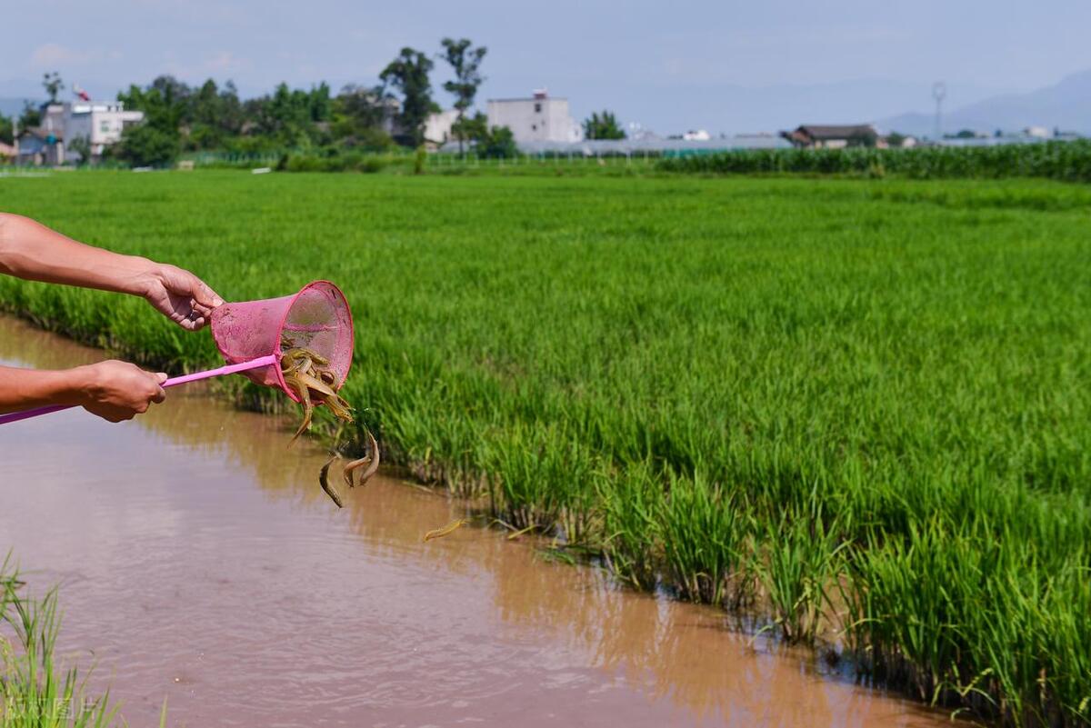 泥鳅养殖病害防治方案,养殖泥鳅易出现的病害