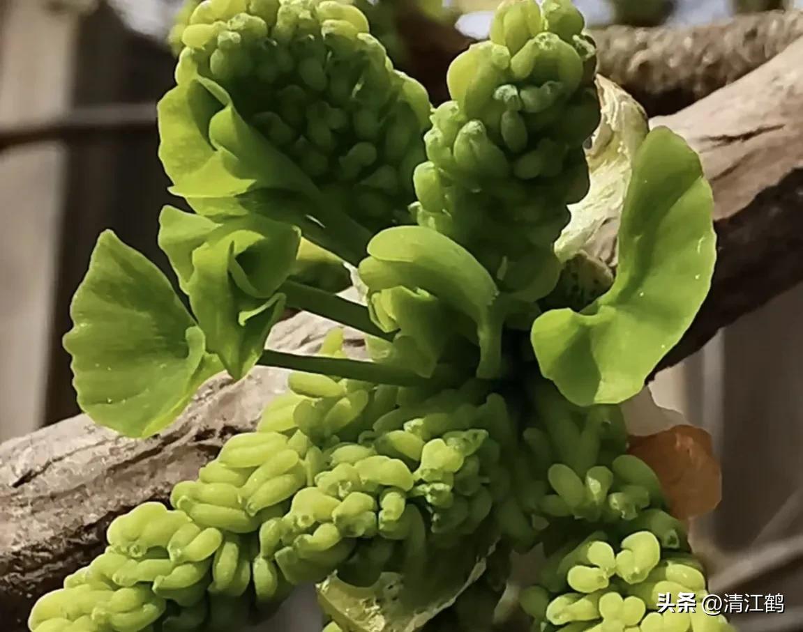 鸭掌木病害图谱及防治,鸭脚木的病害和治疗方法