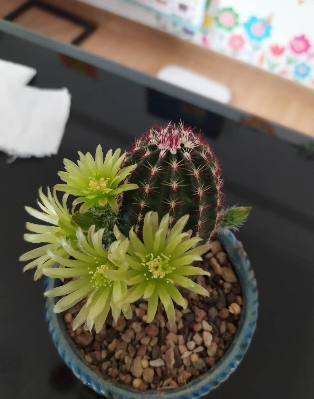 青花虾仙人球品种,仙人球青花虾开啥颜色的花