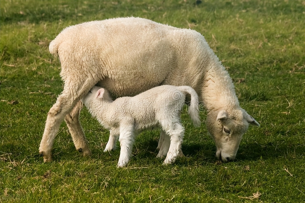母羊养殖收益自然而然增长,母羊养殖前景