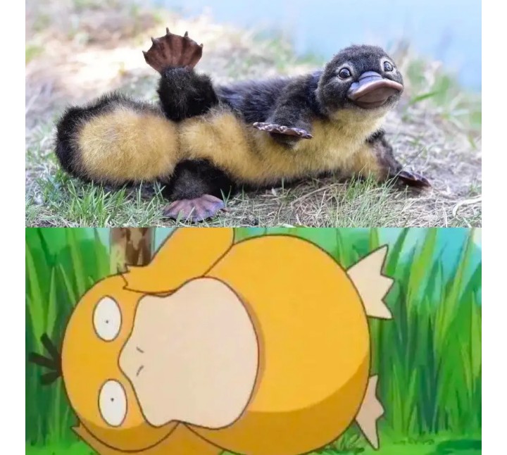 可达鸭有卖的吗,网上买的可达鸭真吗