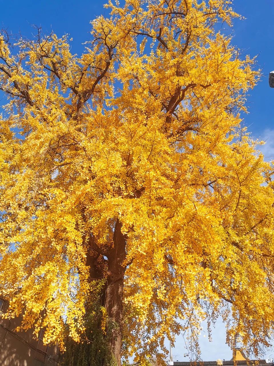 褰窞鐧介箍灏忛晣闇嶆牸娌冭尐,褰窞闇嶆牸娌冭尐