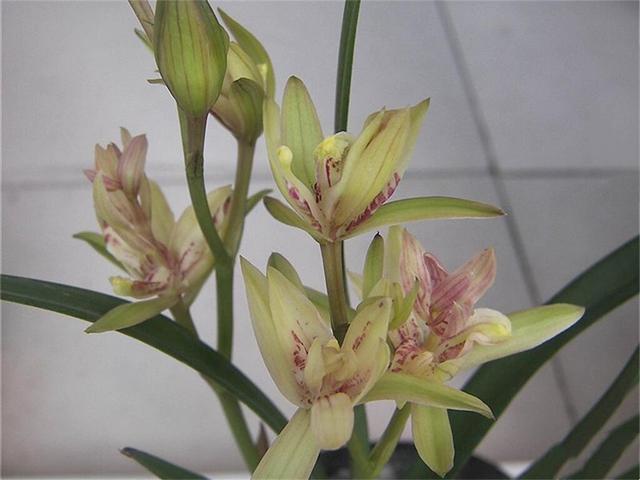 富山奇蝶兰花墨绿色的叶子,富山奇蝶比绿萝好养活