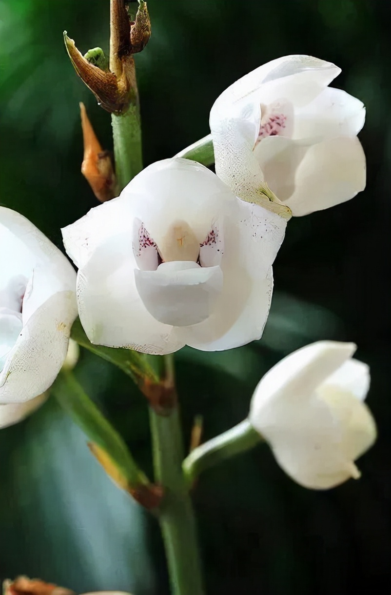 最香的五种兰花哪种兰花耐寒,春夏秋冬四季各是哪几个兰花品种