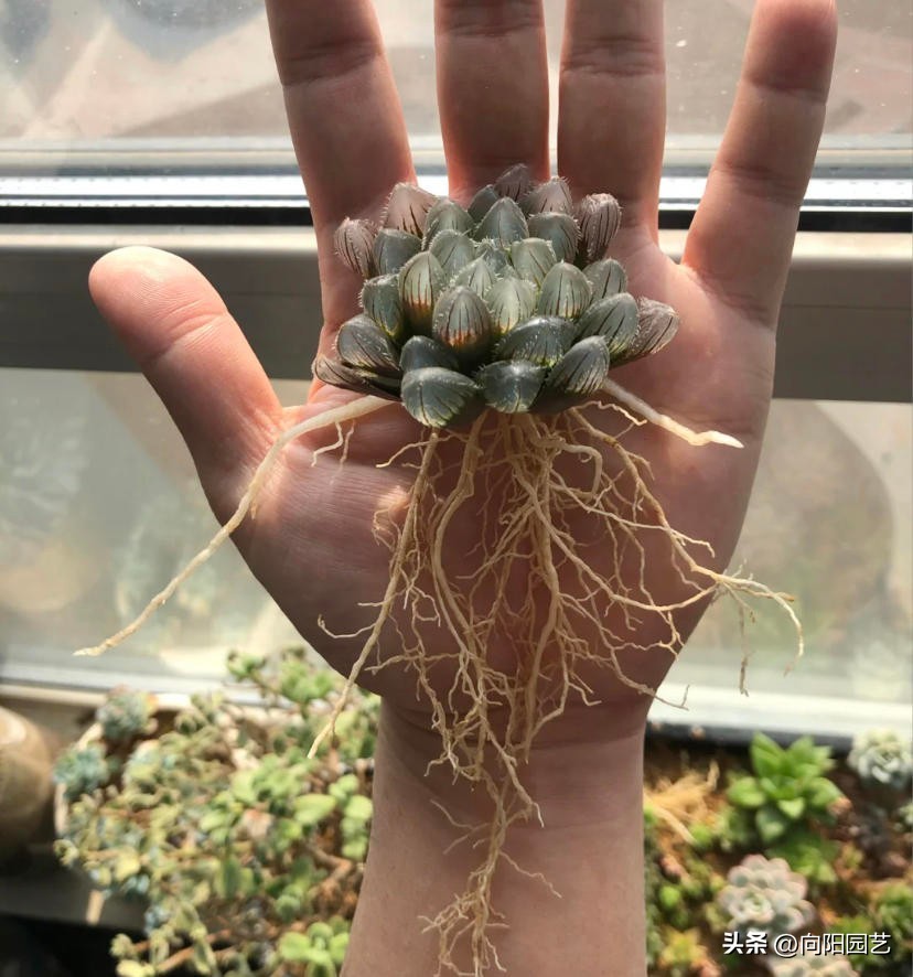 玉露晒黑,玉露不浇水也徒长怎么回事